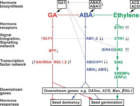 Gibberellin Signaling Pathway