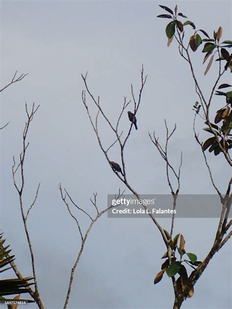 A Couple Of Birds On A Branch Arenal Volcano National Park Costa Rica ...