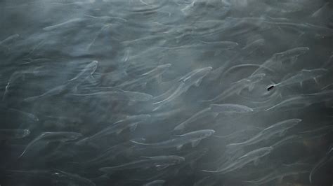 gulf  maine river herring network