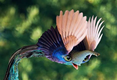 Psbattle Flying Peacock Photoshopbattles