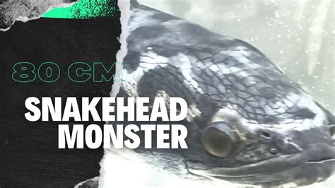 Ganasnya Snakehead Monster Chana Toman Snakehead YouTube