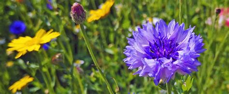 How To Grow Wildflowers In Your Garden Diverse Gardens