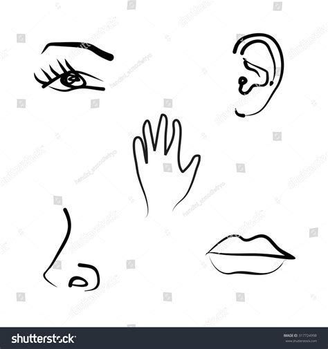 Handdrawn Illustration Five Senses Stock Vector Royalty Free