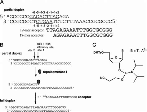 DNA Substrates Used To Uncouple The Cleavage And Ligation Reactions Of