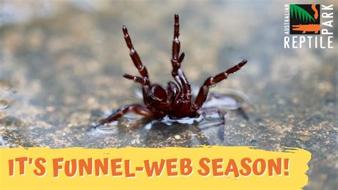 Funnel Web Spider Season Is Here Australian Reptile Park Youtube