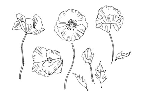 Poppy Line Art White Poppy Line Art White Poppies Poppy Aesthetic