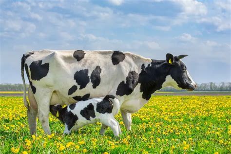 What is the value of a pregnant cow? The importance of reproductive ...