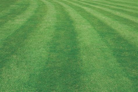 Bracknell Lawn Care Lawnscience