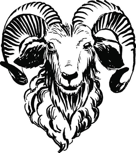 Royalty Free Bighorn Sheep Clip Art Vector Images And Illustrations Istock