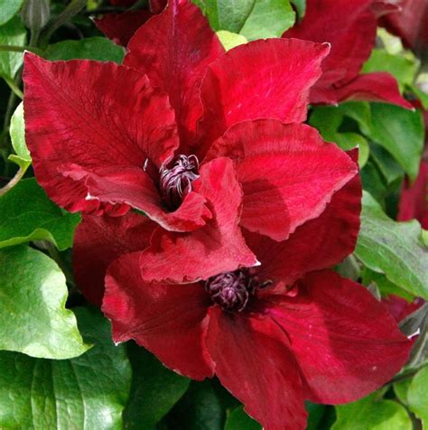 Clematis Boulevard® Nubia™ P