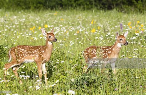 Deer Fawns High-Res Stock Photo - Getty Images