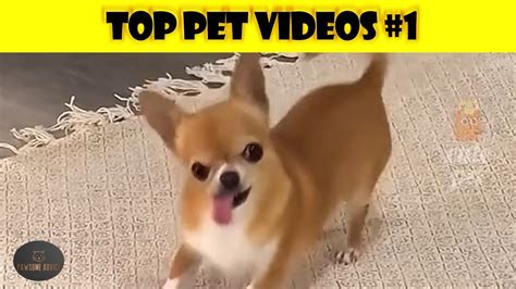 Funny Animal Videos #1 - YouTube