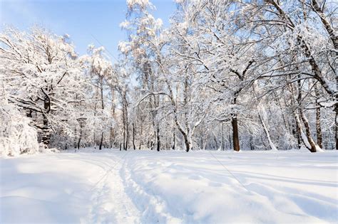 莫斯科市的雪景蒂米里亚泽夫斯基森林公园在阳光明高清图片下载 正版图片503077686 摄图网