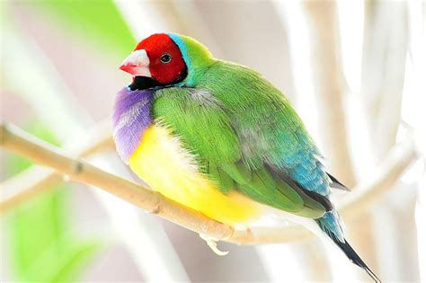 Rainbow Finch