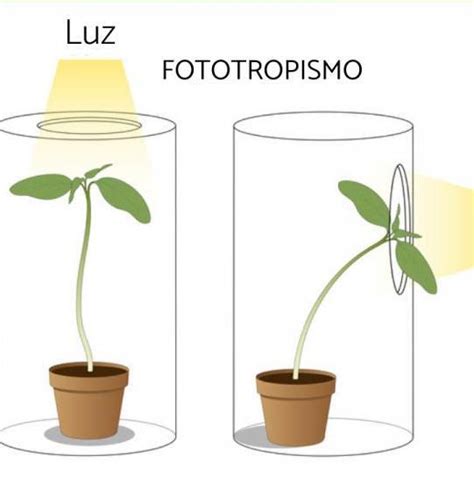 O Que É Fototropismo - que tipos de plantas se benefician del fototropismo y geotropismo ...