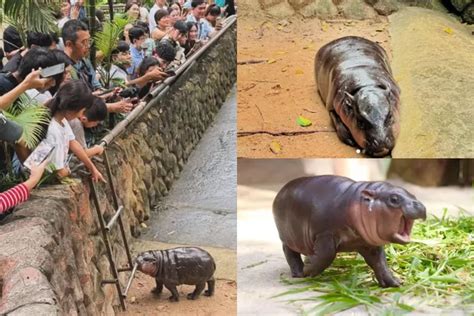 Moo Deng Si Bayi Kuda Nil Yang Menggemaskan Viral Di Jagat Maya