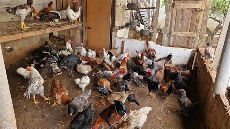 Parte Vanio Da Feira Das Galinhas Mostrando As Novidades Na Feira Do