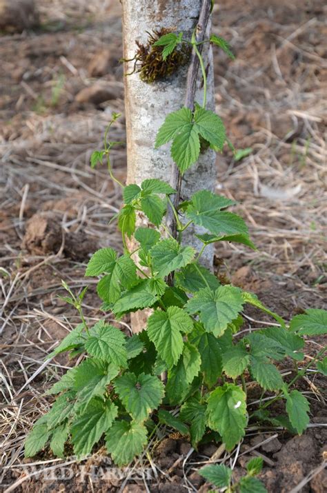 Oregons Wild Harvest Spring Organic Hops (Humulus lupulus) #organicherbs #oregon #hops | Wild ...