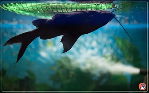 upside  catfish care complete guide  beginners aquariumnexus