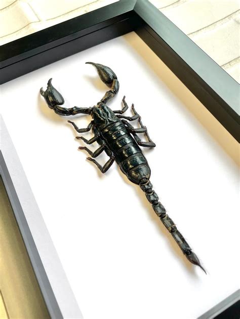 The Giant Asian Forest Scorpion Heterometrus Spinifer Deep Shadow Box