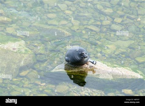 La Junta Baikal nerpa es una especie endémica exclusiva de Baikal