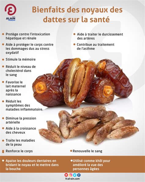 Bienfaits Des Noyaux Des Dattes Sur La Sant