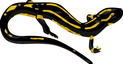 Spotted Salamander Transparent - PNG All | PNG All