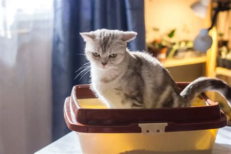 Constipation Du Chat Causes Traitement Et Remèdes Pet Yolo