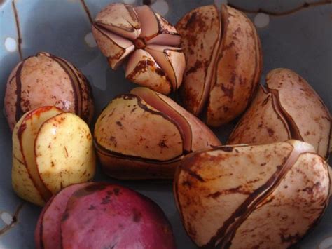 Дерево кока-кола заостренное. Фото и описание растения