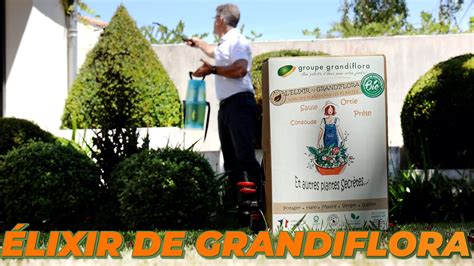 Une Solution Pour Traiter Vos Buis Malades L Elixir De Grandiflora