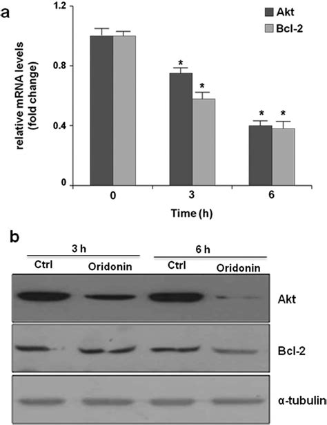 Oridonin Effect On Nucleolin MRNA Stabilization Activity A Akt And