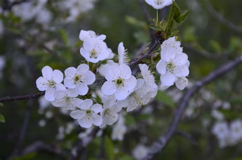 Close Up Of Sour Cherry Prunus Cerasus Blossoms In Spring Stock Photo