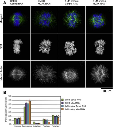 Compound 1 Affects Mitotic Spindle Morphology Similar To Mcak Rnai A