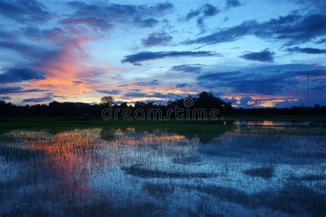 Sunset Over Rice Field Stock Photo Image Of Nature