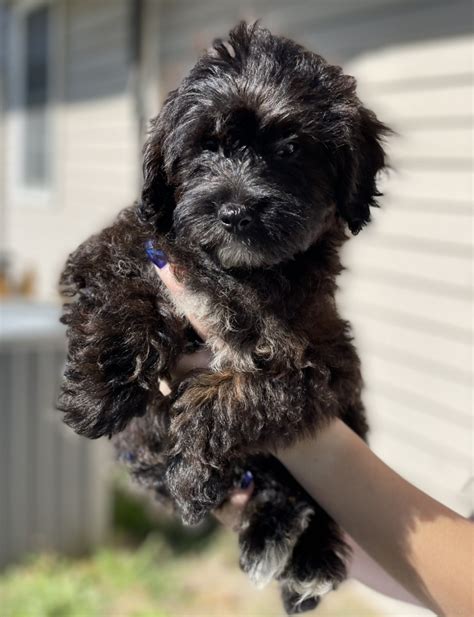 Yorkiepoo Puppies For Sale Philadelphia Pa