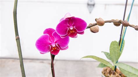 5 Orchids You Can Grow Cultivate Your Own Orchids Mulhalls