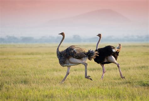 Interesting Facts About Ostriches - WorldAtlas