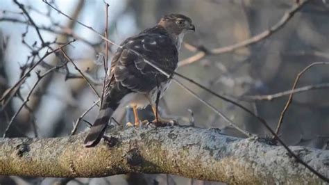 Cooper S Hawk Accipiter Cooperii Eating Youtube