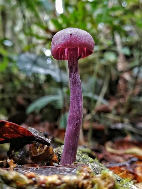 Laccaria Amethystina Gu A De Macro Hongos M S Comunes De Rancho Amalia