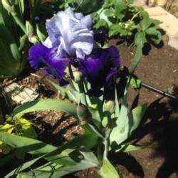 Tall Bearded Iris (Iris 'Over Alaska') in the Irises Database - Garden.org