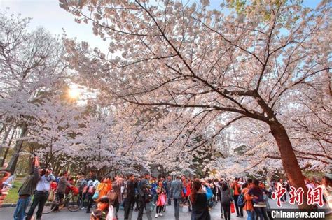 南京迎浪漫“樱花季”：“追花人”进校园向春而行凤凰网宁波凤凰网