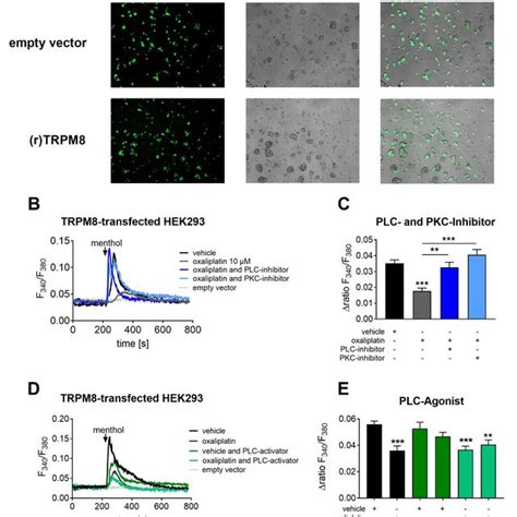 Transfected HEK Cells Show A Decreased TRPM8 Channel Activity That Can