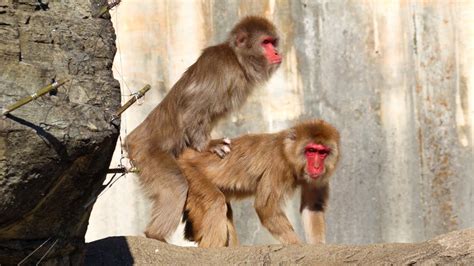 Japanese Macaque Mating 2021 01 21 Youtube