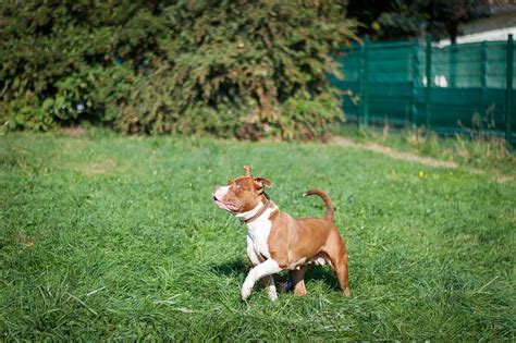 Apagi Hayla Chien X American Staffordshire Terrier La Robe Marron