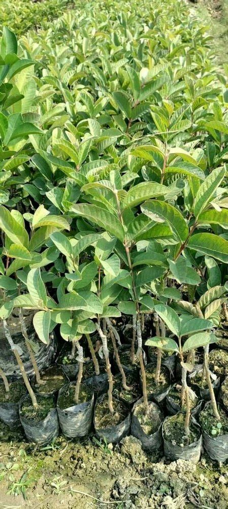 Full Sun Exposure Green Thai 7 Guava Plant For Garden At Rs 50 Piece