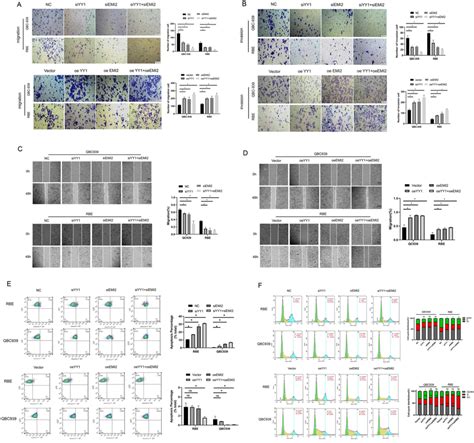 Yy1 Promotes Metastasis And Cell Cycle Progression And Inhibits Download Scientific Diagram