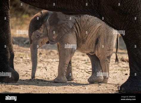 A Baby African Bush Elephant Stands Beside Its Mother On Sandy Ground