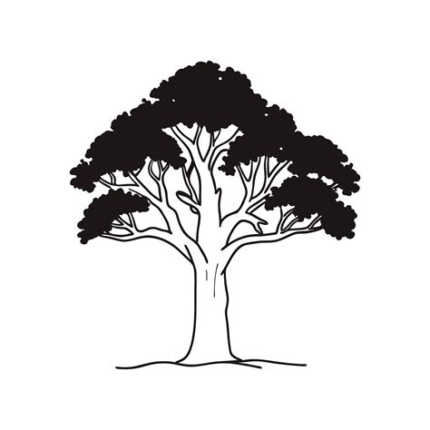 Unique Outline of American Beech Tree 57956789 Vector Art at Vecteezy