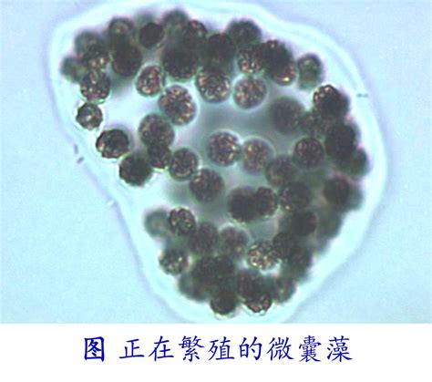 科学网—环境微生物之蓝细菌 王从彦的博文