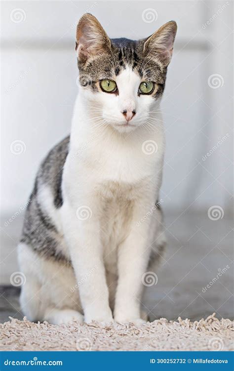 Mascota De Gato De Color Gris Y Blanco Sentada En El Suelo En Casa Foto